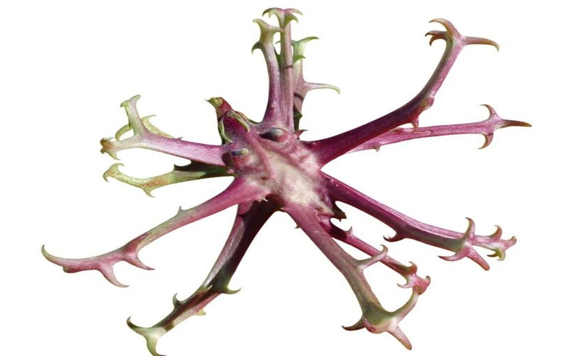 Devil's claw extract in Hondrolife