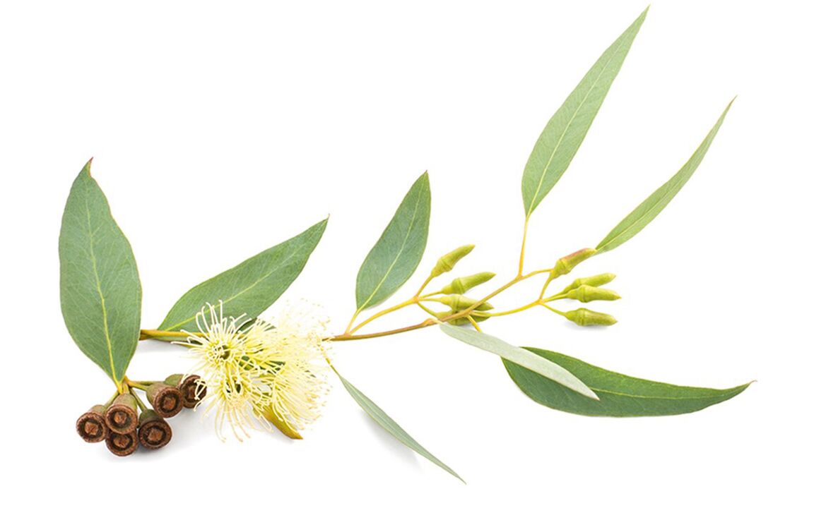 Eucalyptus oil in Hondrolife